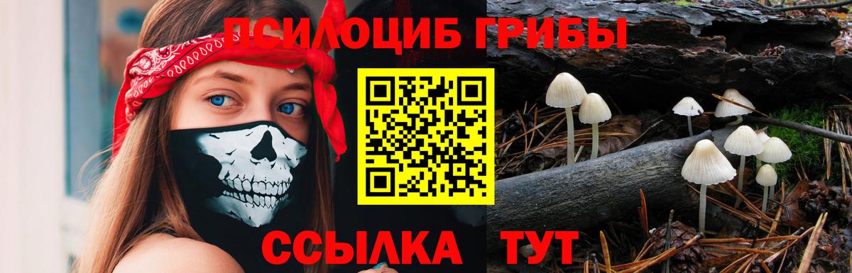 Галлюциногенные грибы Psilocybine cubensis Самара